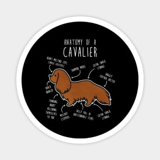 Ruby Cavalier King Charles Spaniel Dog Anatomy Magnet